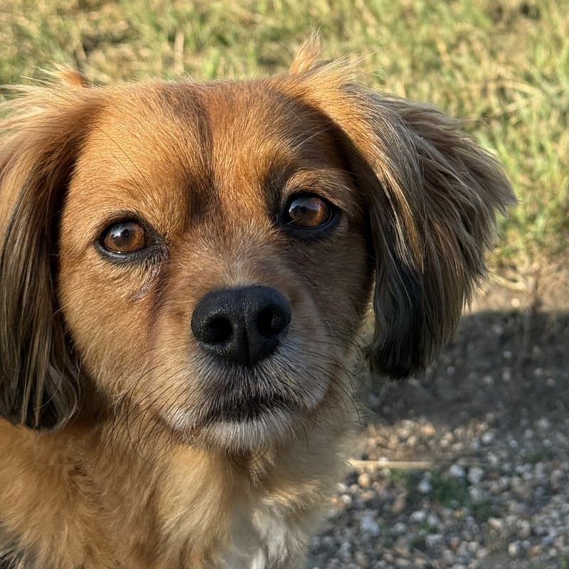 Dexter, the Clicks office dog, a small ginger dog with floppy ears looking at the camera